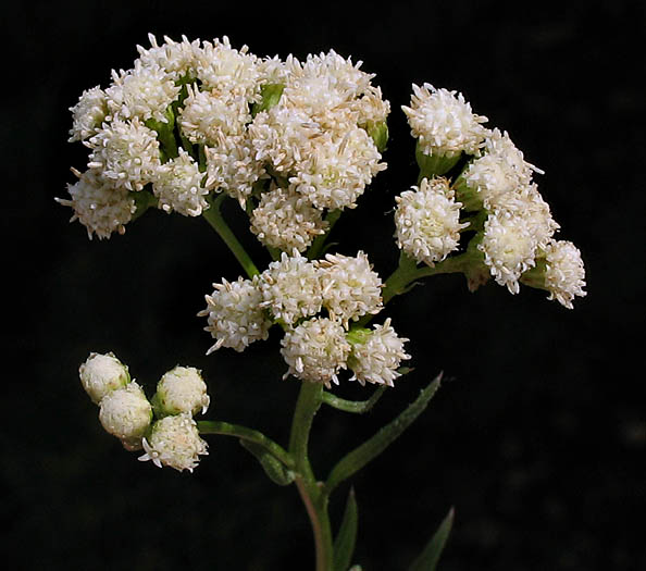 Detailed Picture 5 of Baccharis glutinosa