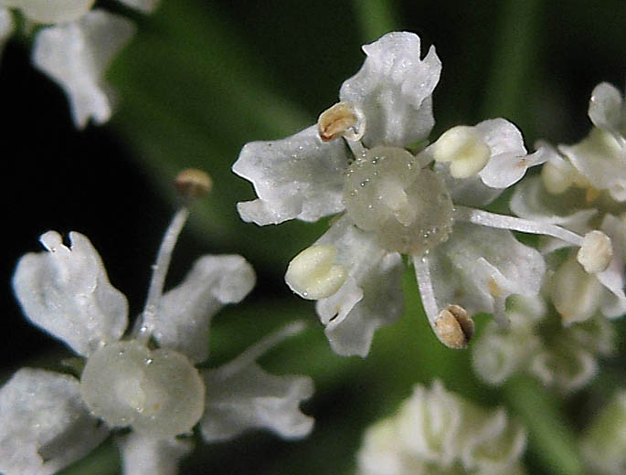 Detailed Picture 1 of Berula erecta