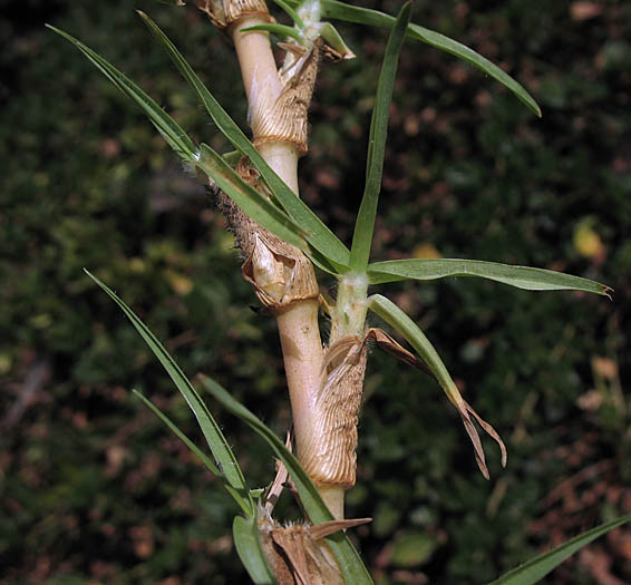 Detailed Picture 3 of Pennisetum clandestinum