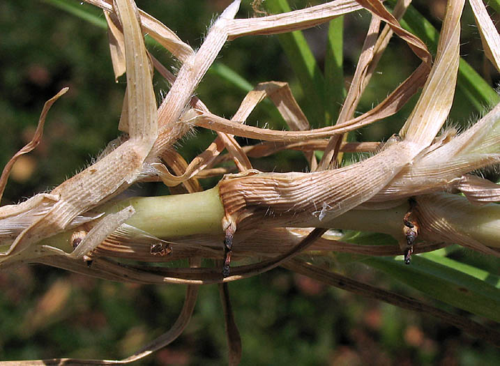 Detailed Picture 4 of Pennisetum clandestinum