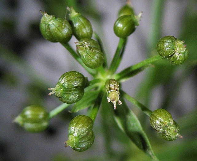 Detailed Picture 5 of Berula erecta