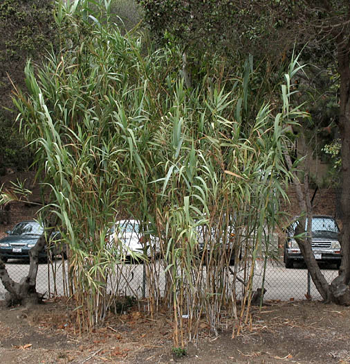 Detailed Picture 1 of Arundo donax