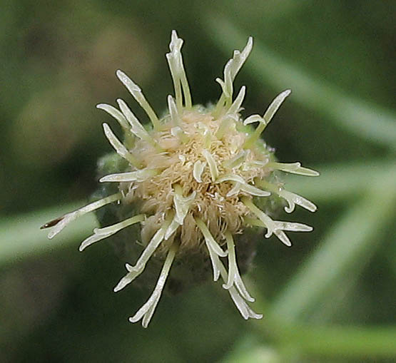 Detailed Picture 2 of Baccharis malibuensis