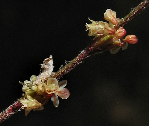 Detailed Picture 3 of Eriogonum gracile var. gracile