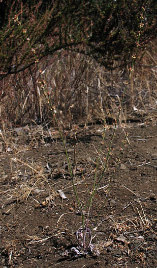 Detailed Picture 5 of Eriogonum gracile var. gracile