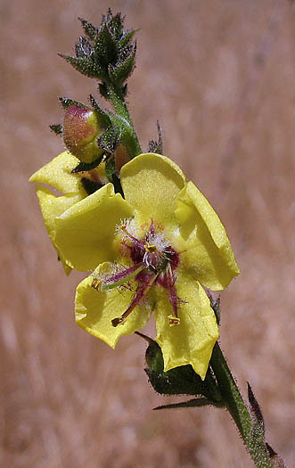 Detailed Picture 3 of Verbascum virgatum