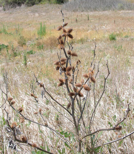 Detailed Picture 5 of Xanthium orientale
