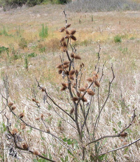 Detailed Picture 5 of Xanthium strumarium