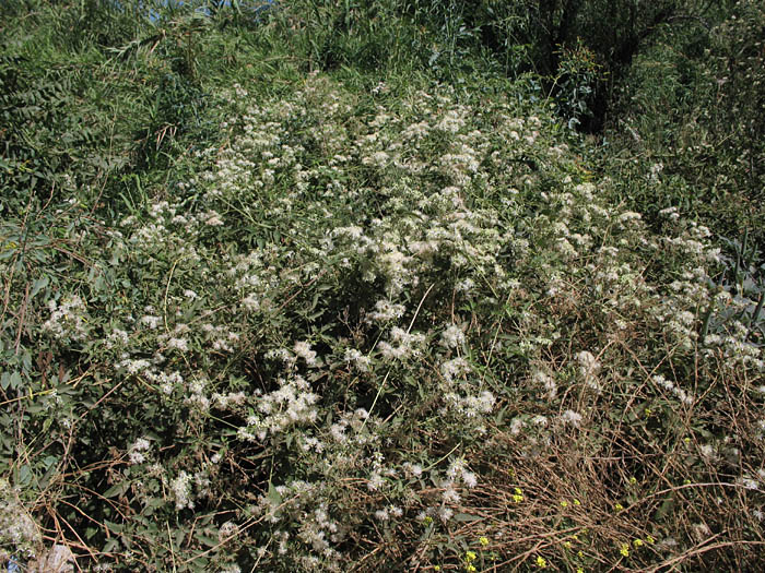 Detailed Picture 4 of Clematis ligusticifolia