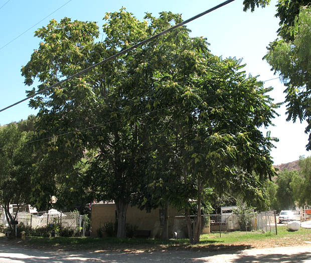 Detailed Picture 10 of Ailanthus altissima