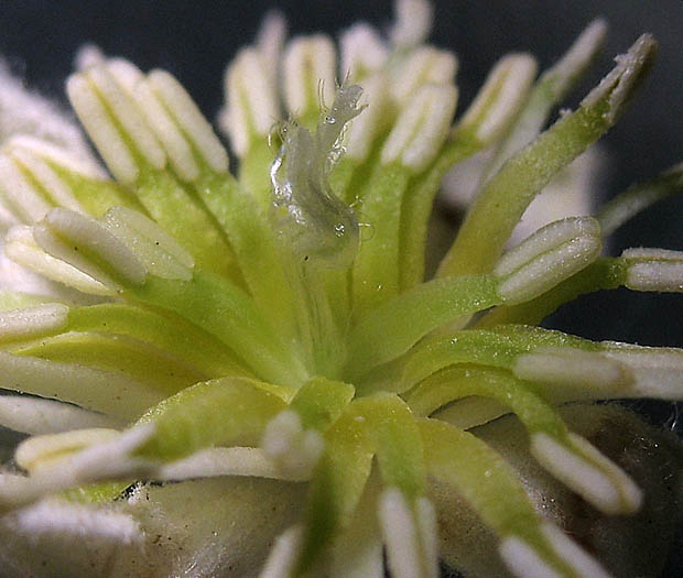 Detailed Picture 1 of Clematis ligusticifolia