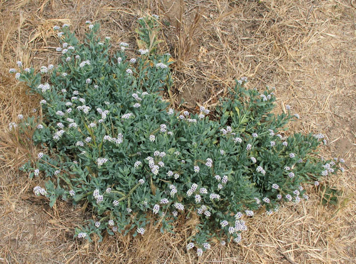 Detailed Picture 6 of Heliotropium curassavicum var. oculatum