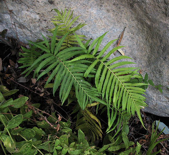 Detailed Picture 2 of Pelazoneuron puberulum var. sonorensis