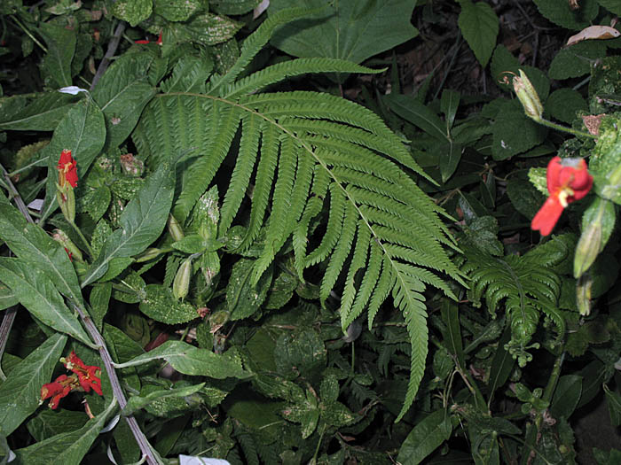 Detailed Picture 1 of Pelazoneuron puberulum var. sonorensis