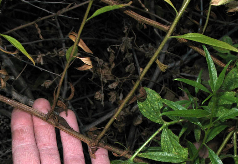 Detailed Picture 9 of Baccharis glutinosa