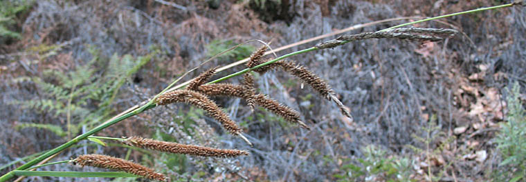 Detailed Picture 4 of Carex spissa