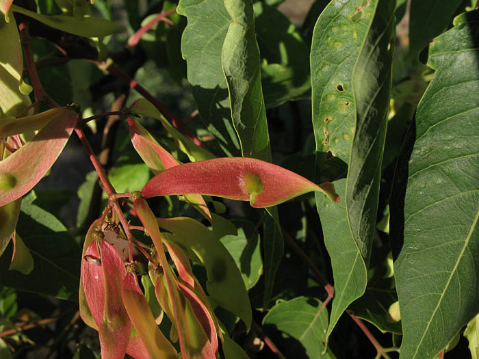 Detailed Picture 7 of Ailanthus altissima