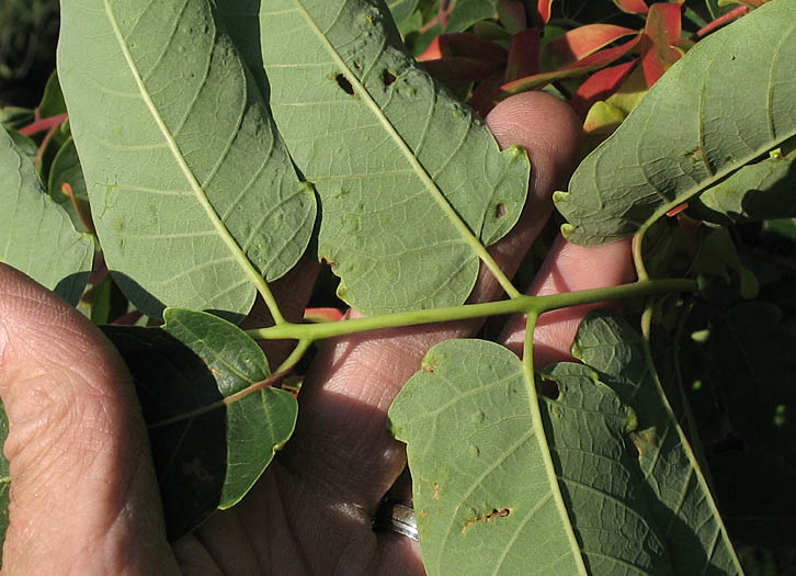 Detailed Picture 8 of Ailanthus altissima