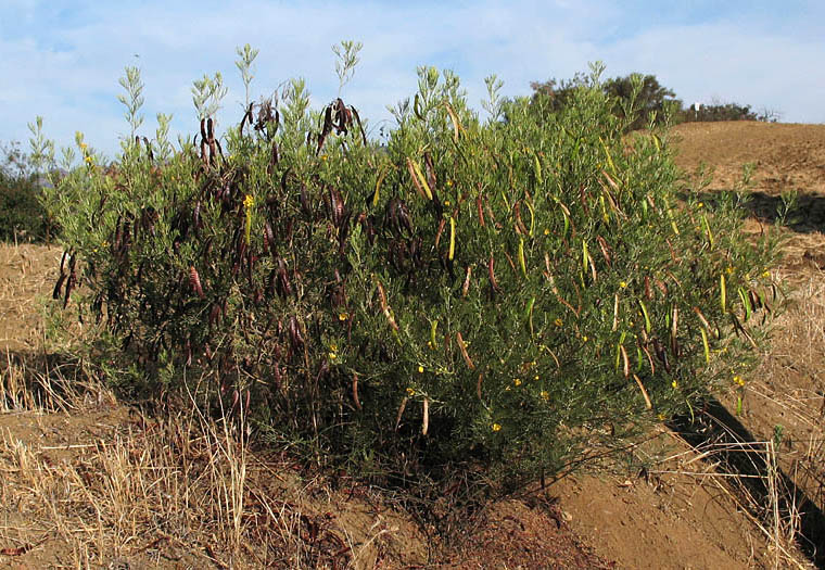 Detailed Picture 3 of Senna artemisioides