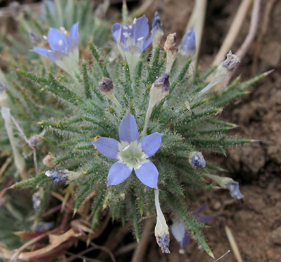 Detailed Picture 6 of Navarretia mitracarpa