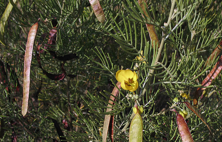 Detailed Picture 2 of Senna artemisioides