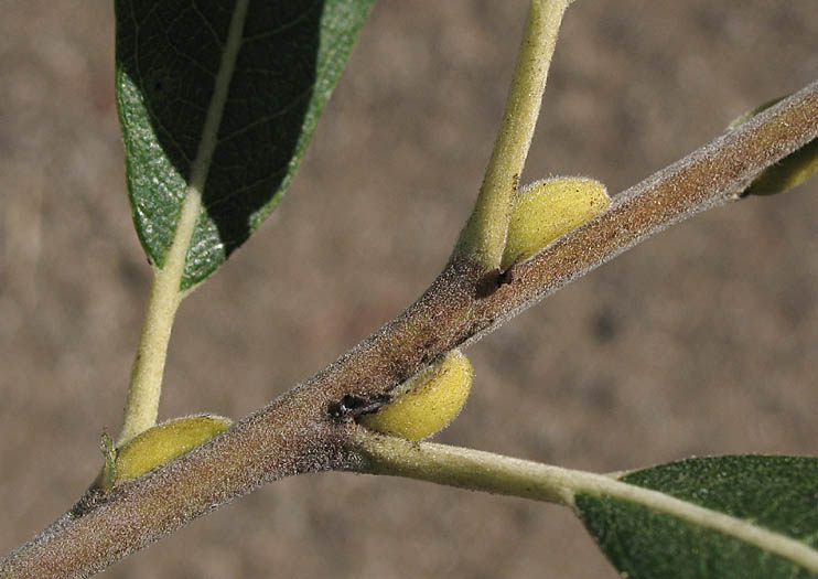 Detailed Picture 7 of Salix lasiolepis