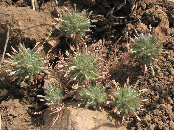 Detailed Picture 7 of Navarretia mitracarpa