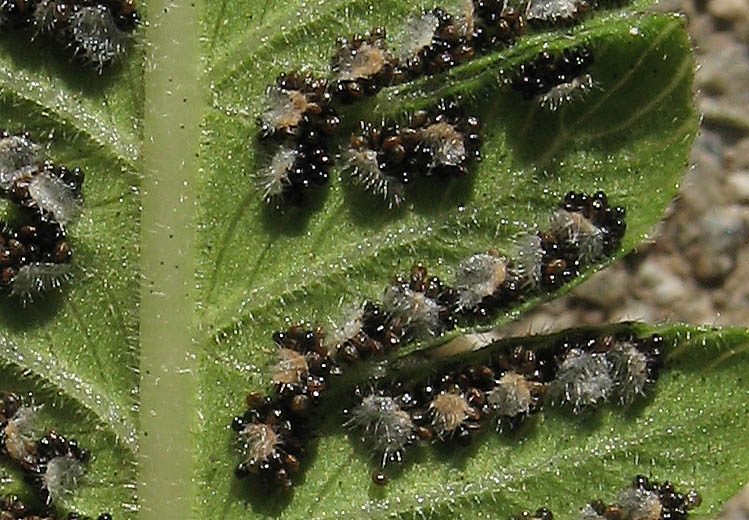 Detailed Picture 5 of Pelazoneuron puberulum var. sonorensis