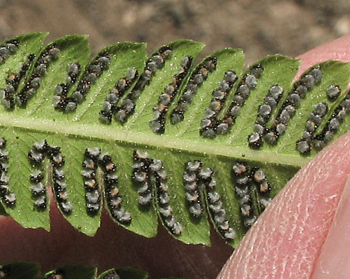 Detailed Picture 4 of Pelazoneuron puberulum var. sonorensis