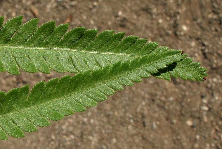 Detailed Picture 3 of Pelazoneuron puberulum var. sonorensis