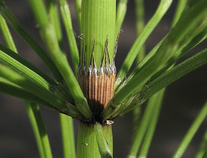 Detailed Picture 6 of Equisetum telmateia ssp. braunii