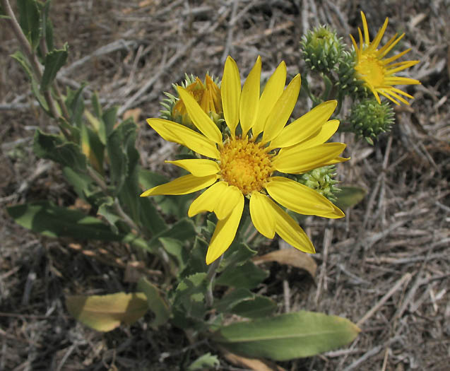 Detailed Picture 1 of Grindelia camporum