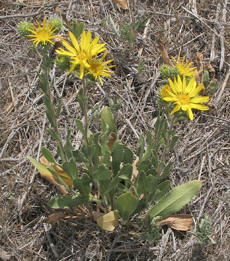 Detailed Picture 4 of Grindelia camporum