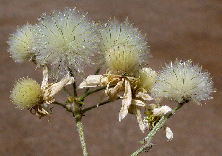 Detailed Picture 7 of Clematis ligusticifolia