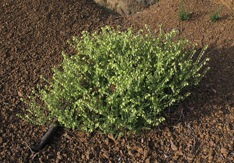 Detailed Picture 6 of Emmenanthe penduliflora