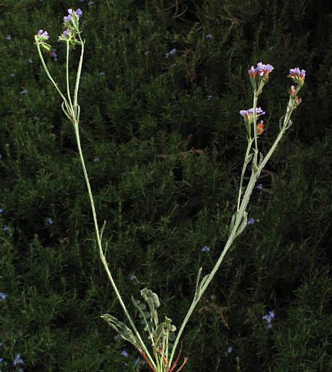 Detailed Picture 4 of Limonium sinuatum