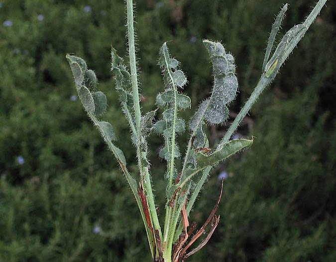 Detailed Picture 5 of Limonium sinuatum