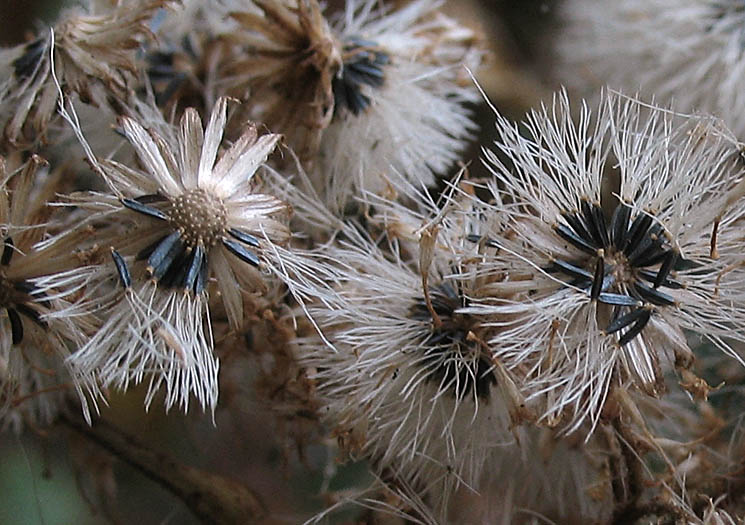 Detailed Picture 6 of Ageratina adenophora