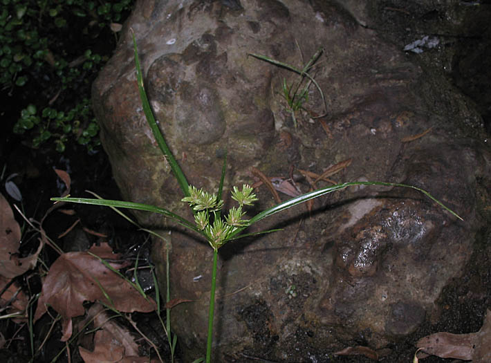 Detailed Picture 4 of Cyperus eragrostis