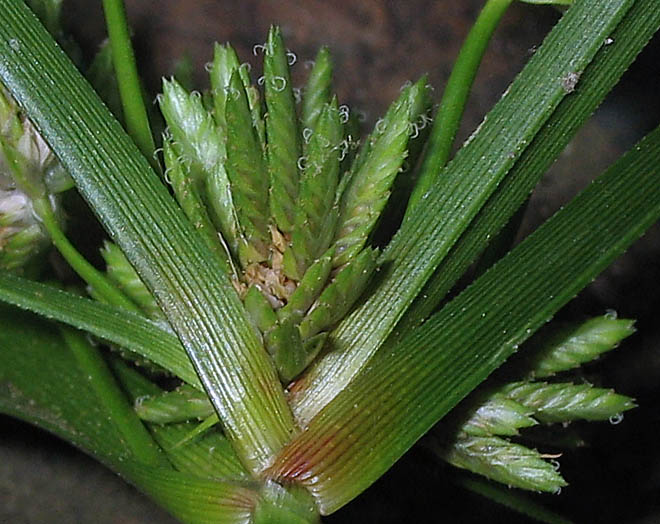 Detailed Picture 1 of Cyperus eragrostis