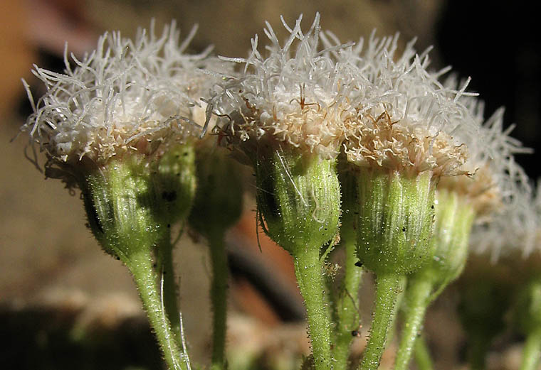 Detailed Picture 2 of Ageratina adenophora