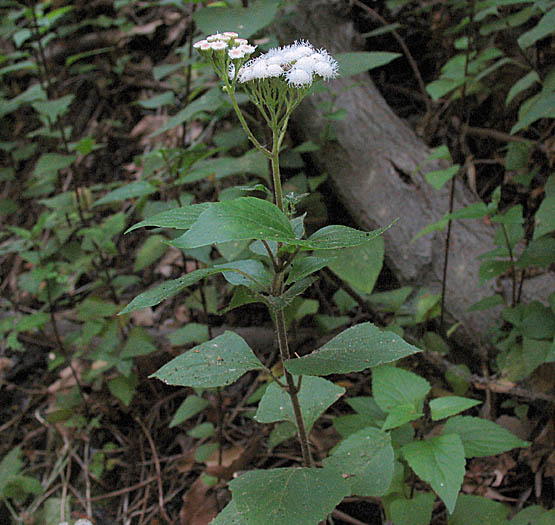 Detailed Picture 4 of Ageratina adenophora