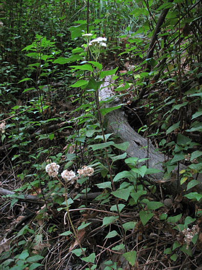 Detailed Picture 5 of Ageratina adenophora