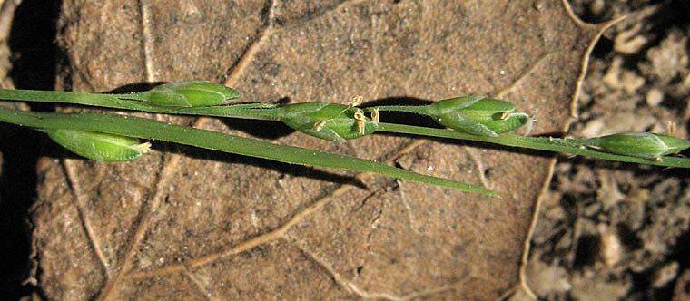 Detailed Picture 2 of Ehrharta erecta