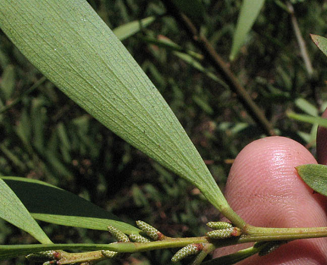 Detailed Picture 4 of Acacia cyclops