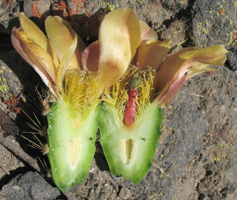 Detailed Picture 3 of Opuntia oricola