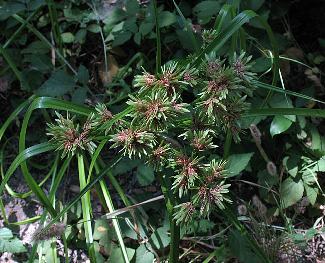 Detailed Picture 3 of Cyperus eragrostis