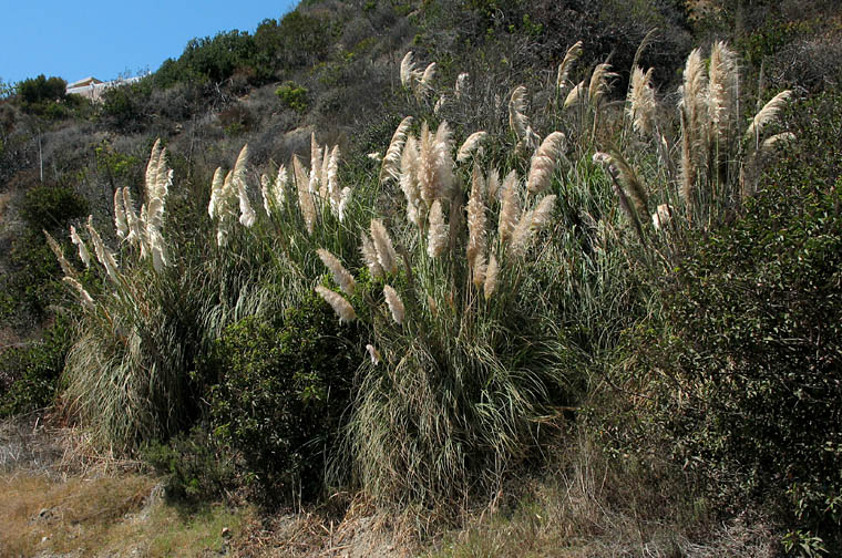 Detailed Picture 2 of Cortaderia selloana