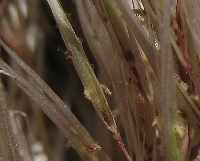 Detailed Picture 6 of Cortaderia selloana