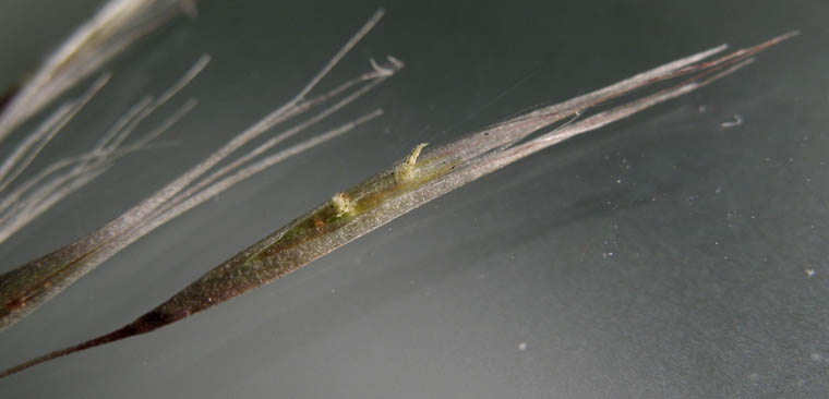 Detailed Picture 8 of Cortaderia selloana